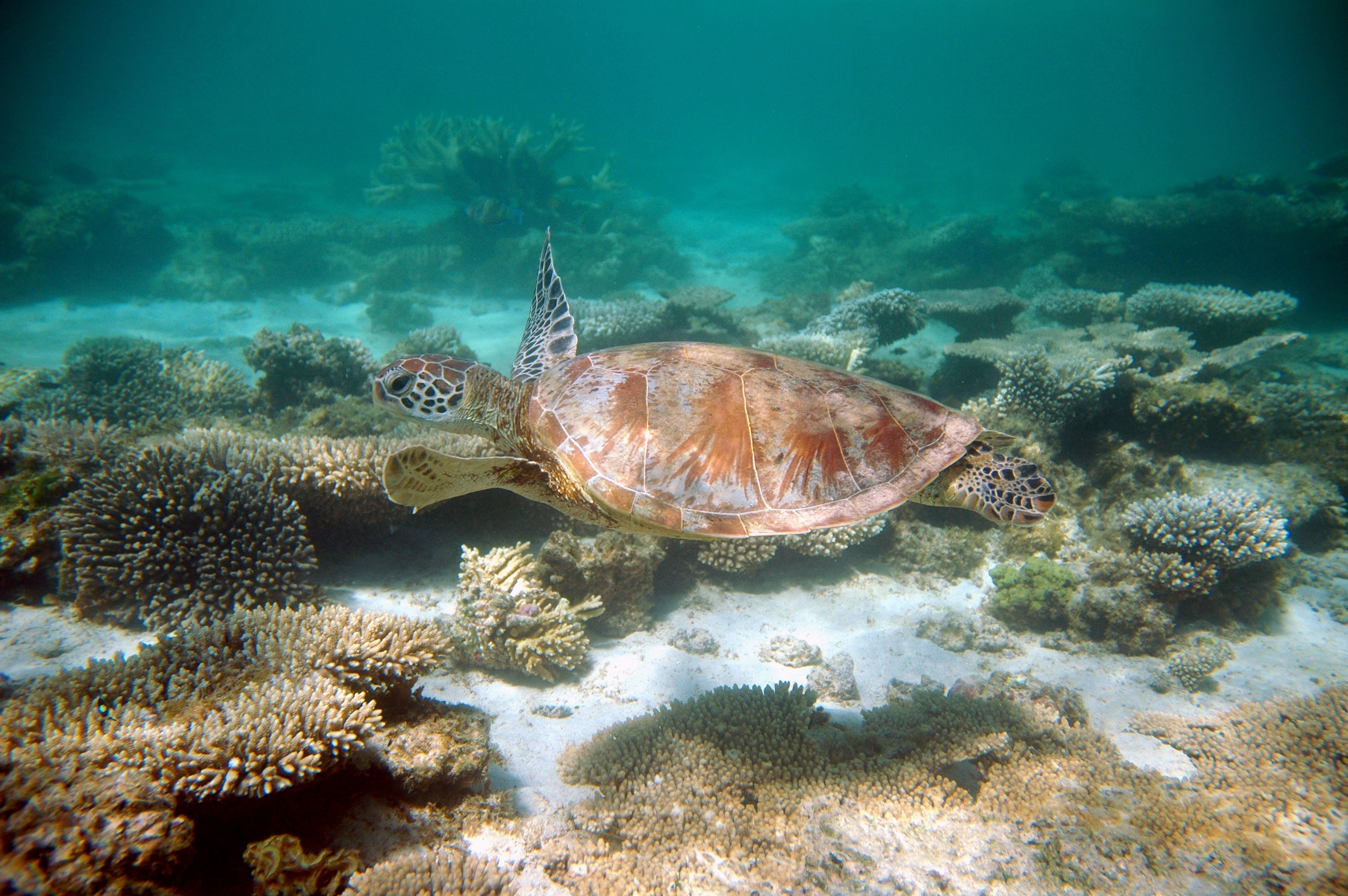 Swimming Turtle | Australia wildlife