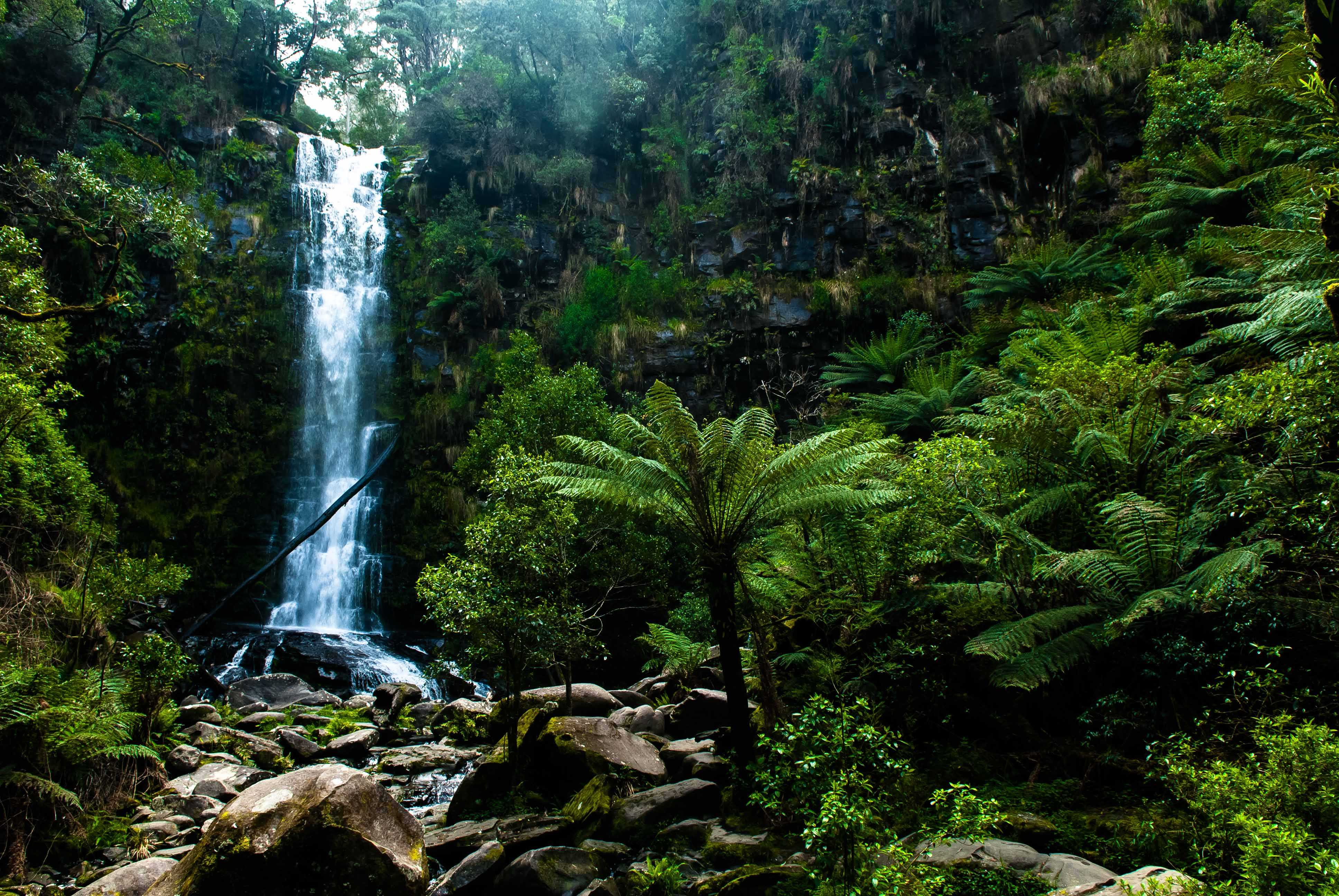 Wasserfall im dichten grünen Regenwald des Grampians Nationalparks