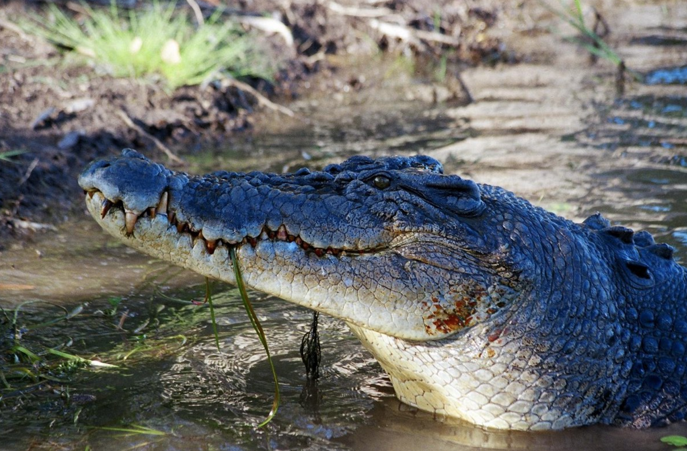 Crocodile in Daintree | Australia wildlife
