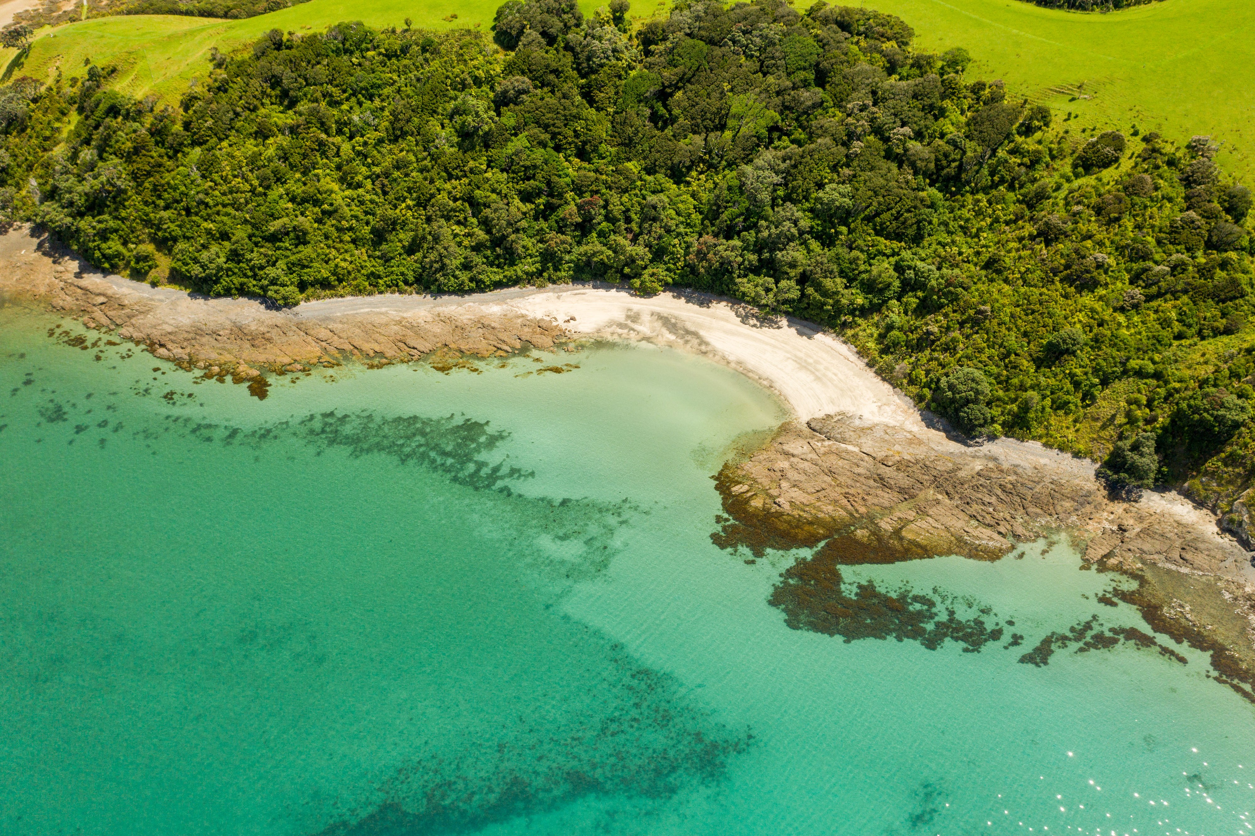 De kust met turquoise zee en wit strand bij Tawharanui Regional Park